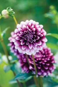 Edible Dahlia Bulbs Image